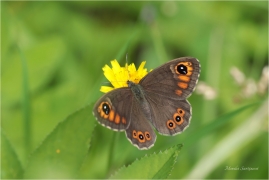 <p>OKÁČ JEČMÍNKOVÝ (Lasiommata maera) Slovensko - Vysoké Tatry ---- /Large wall brown - Braunauge/</p>